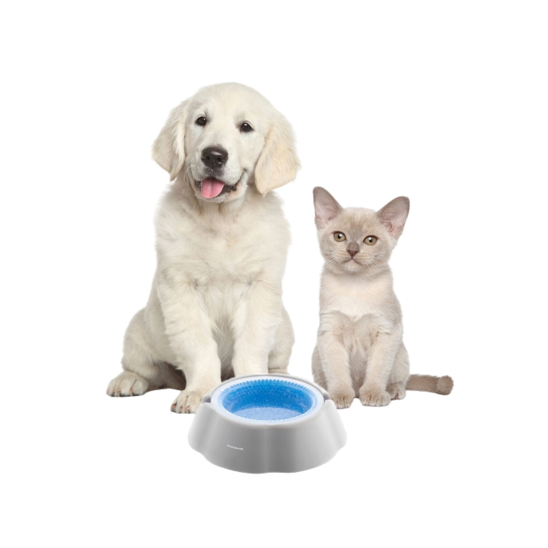 Pet Accessories